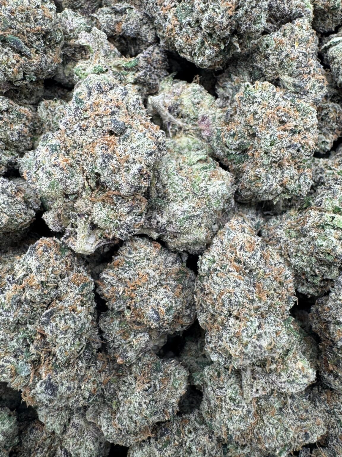 CANDY PUSSY RUNTZ (1209) $1150