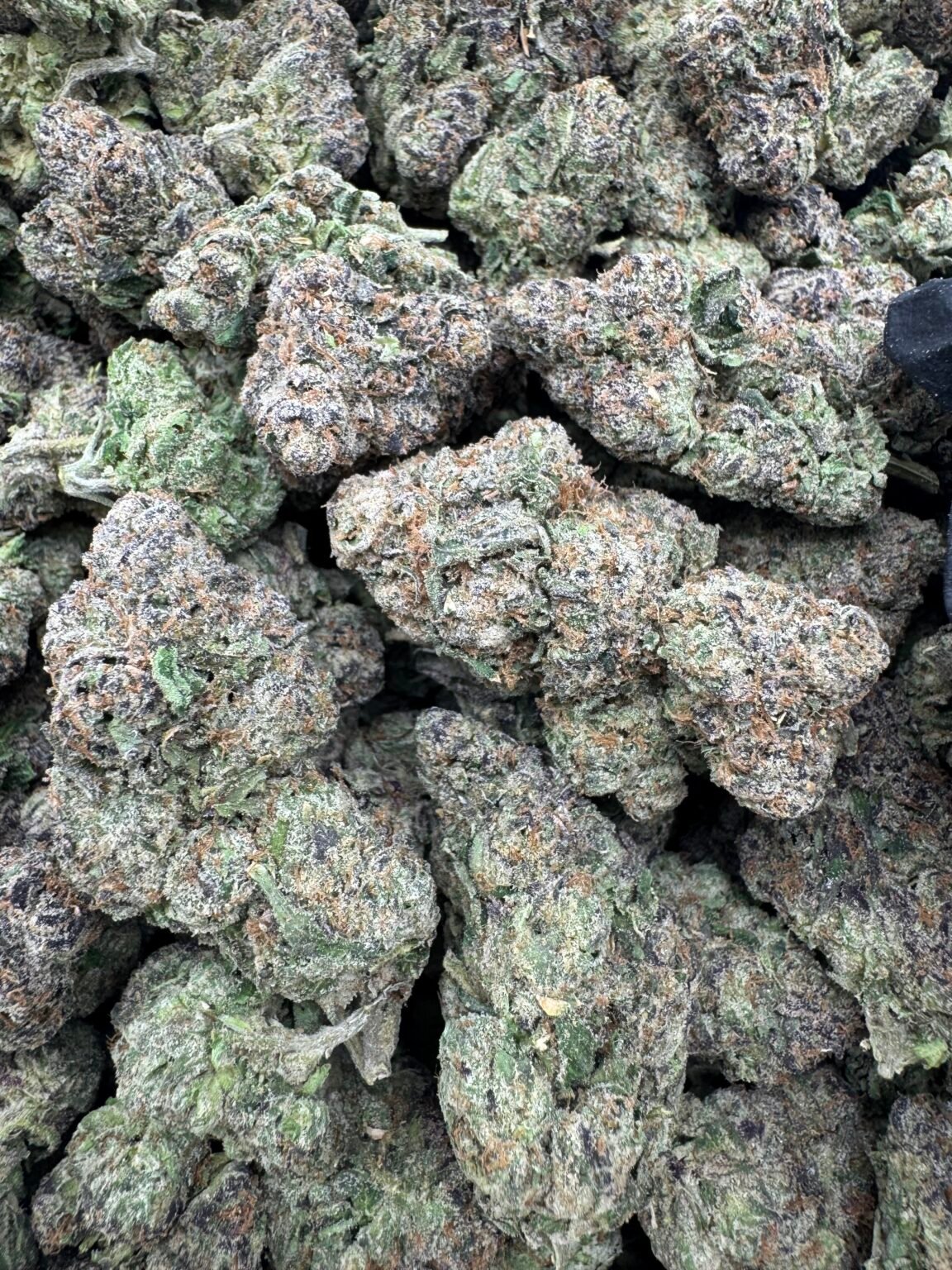 GUMBO RUNTZ (1206) $800