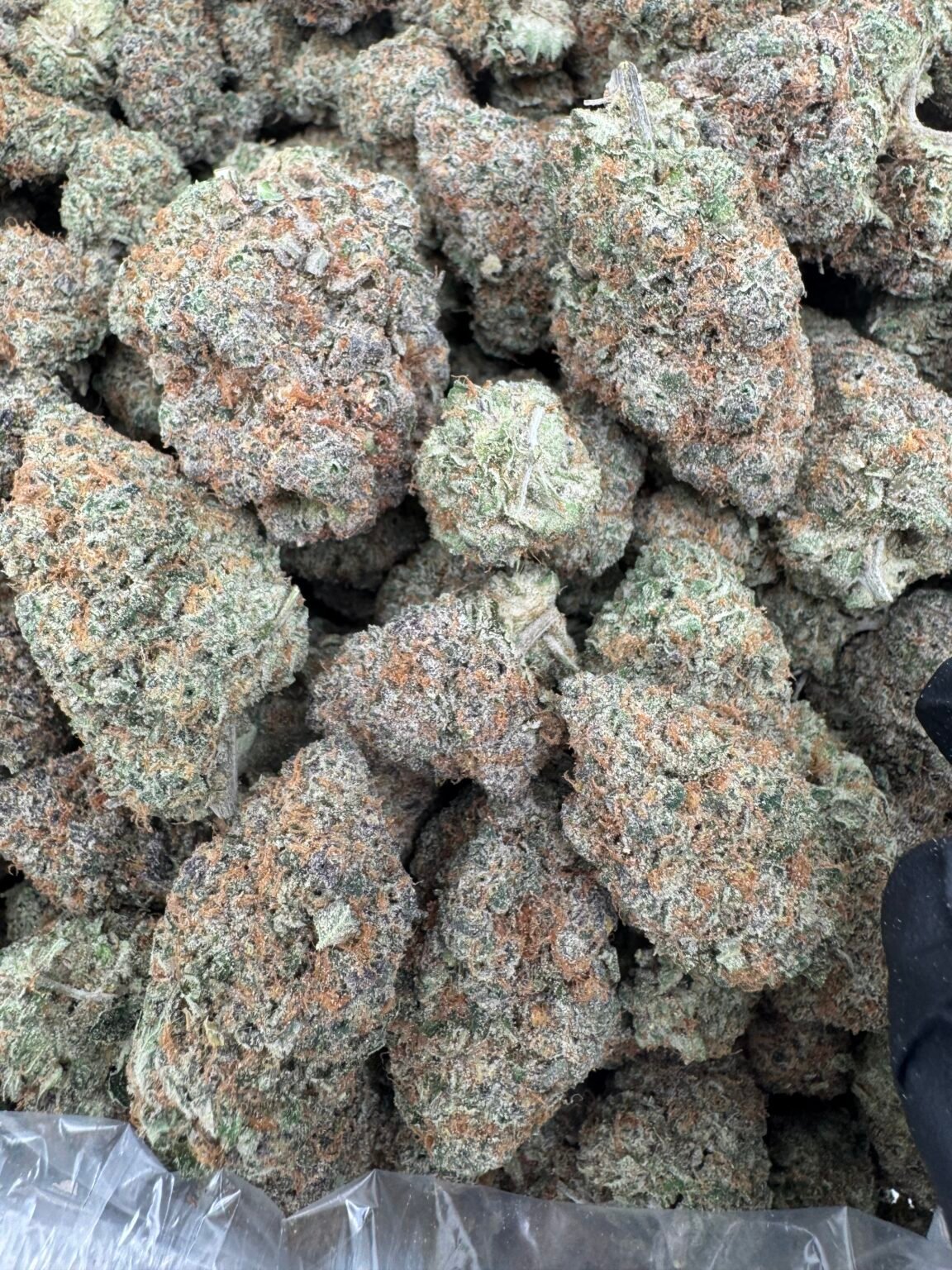 TANGERINE DREAM (1222) $700