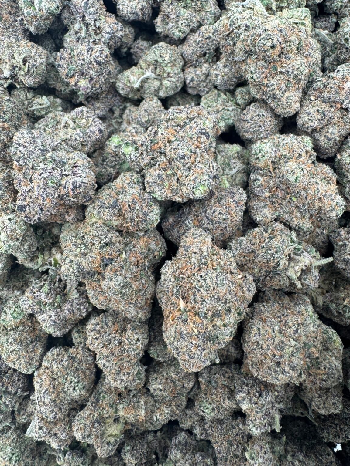 CANDY NERDS (1292) $850