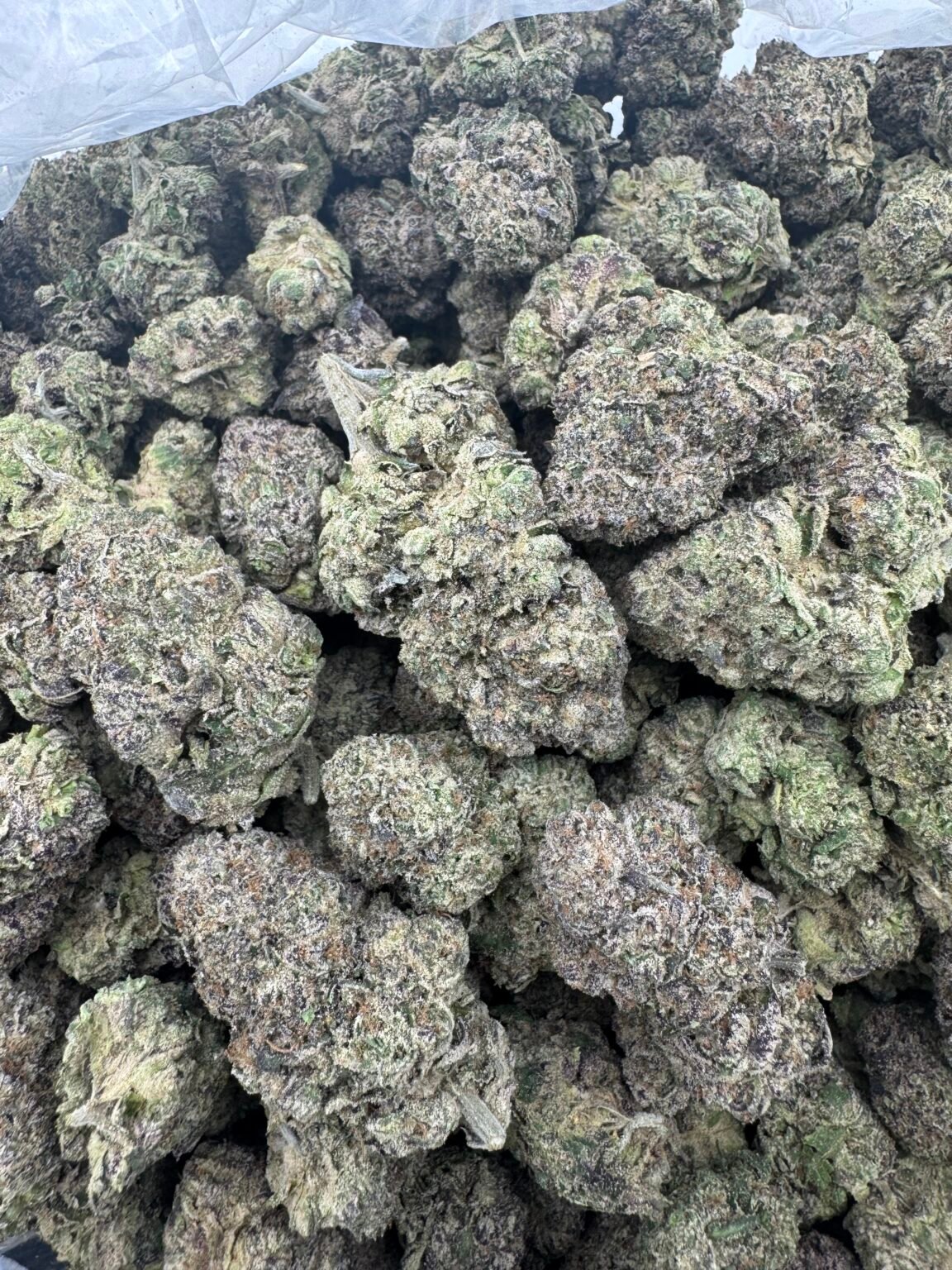 MOCHI RUNTZ(1386) $800