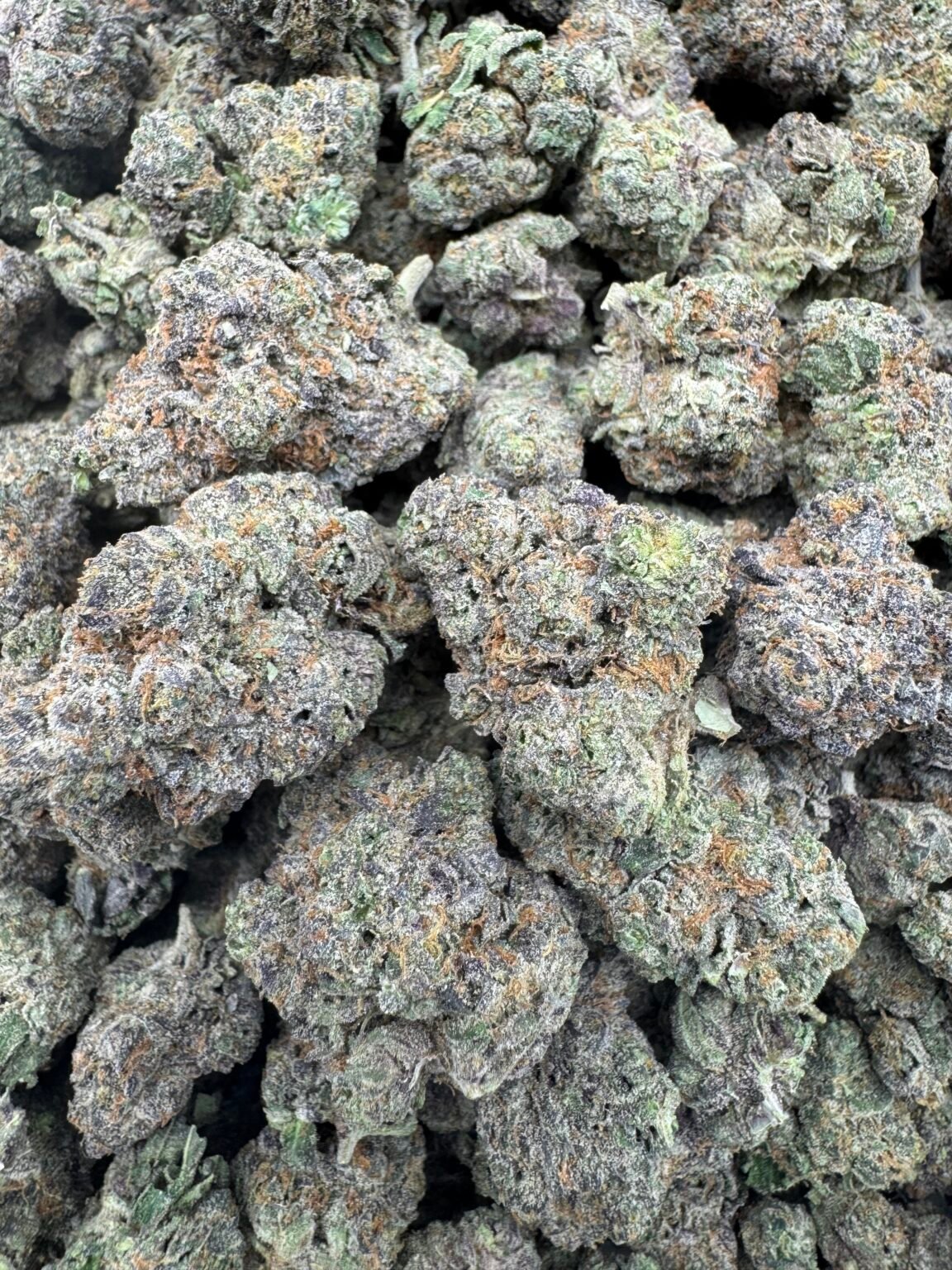 LEMON CHERRY GUSHERS (1441) $750