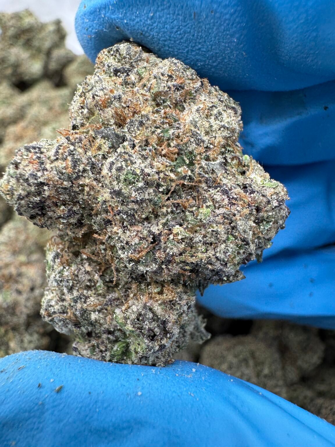 BUBBLEGUM RUNTZ (1445) $800