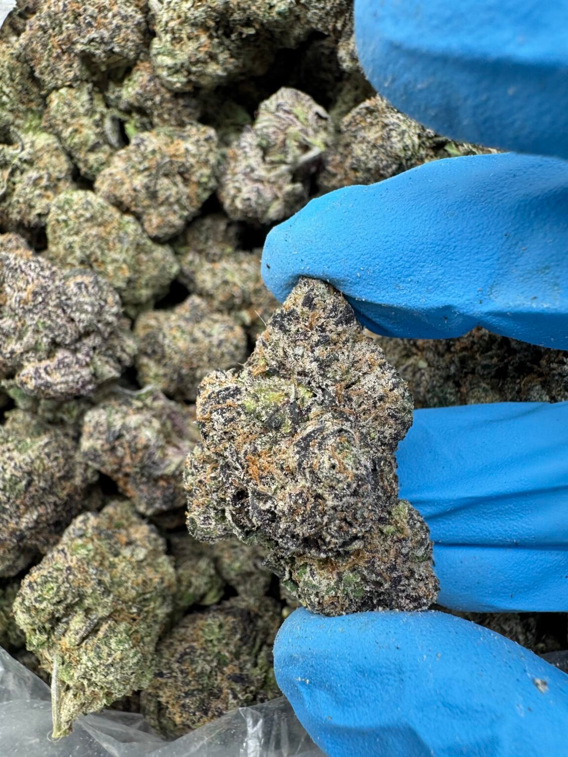 POISON SPRITE (1447) $850