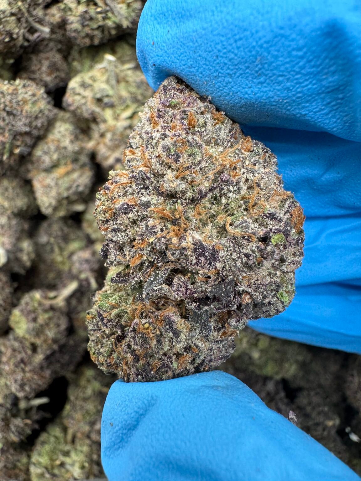 RAINBOW RUNTZ(1513) $850