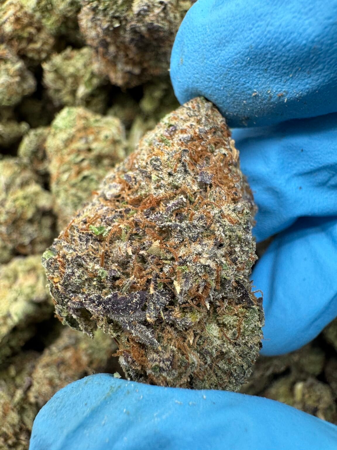 Zikittlez(1473) $675