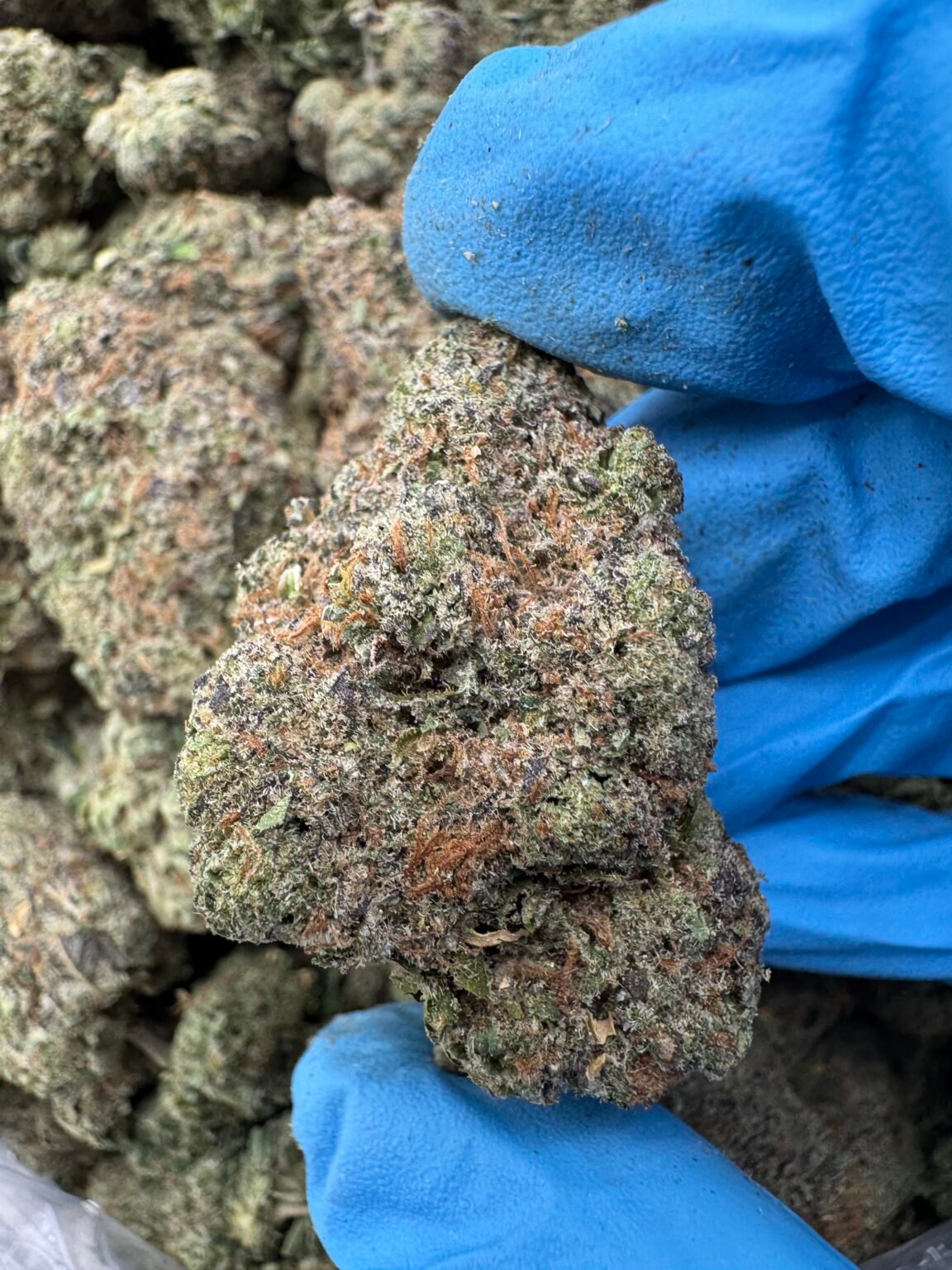 CANDYBOMB(1466) $650