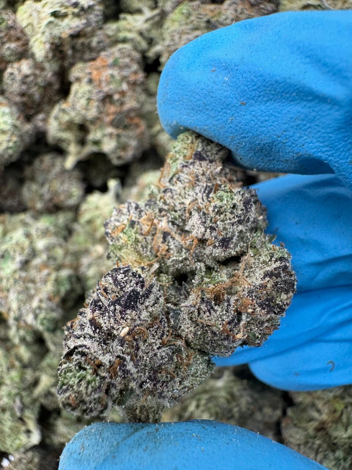 CHERRY TART(1512) $750