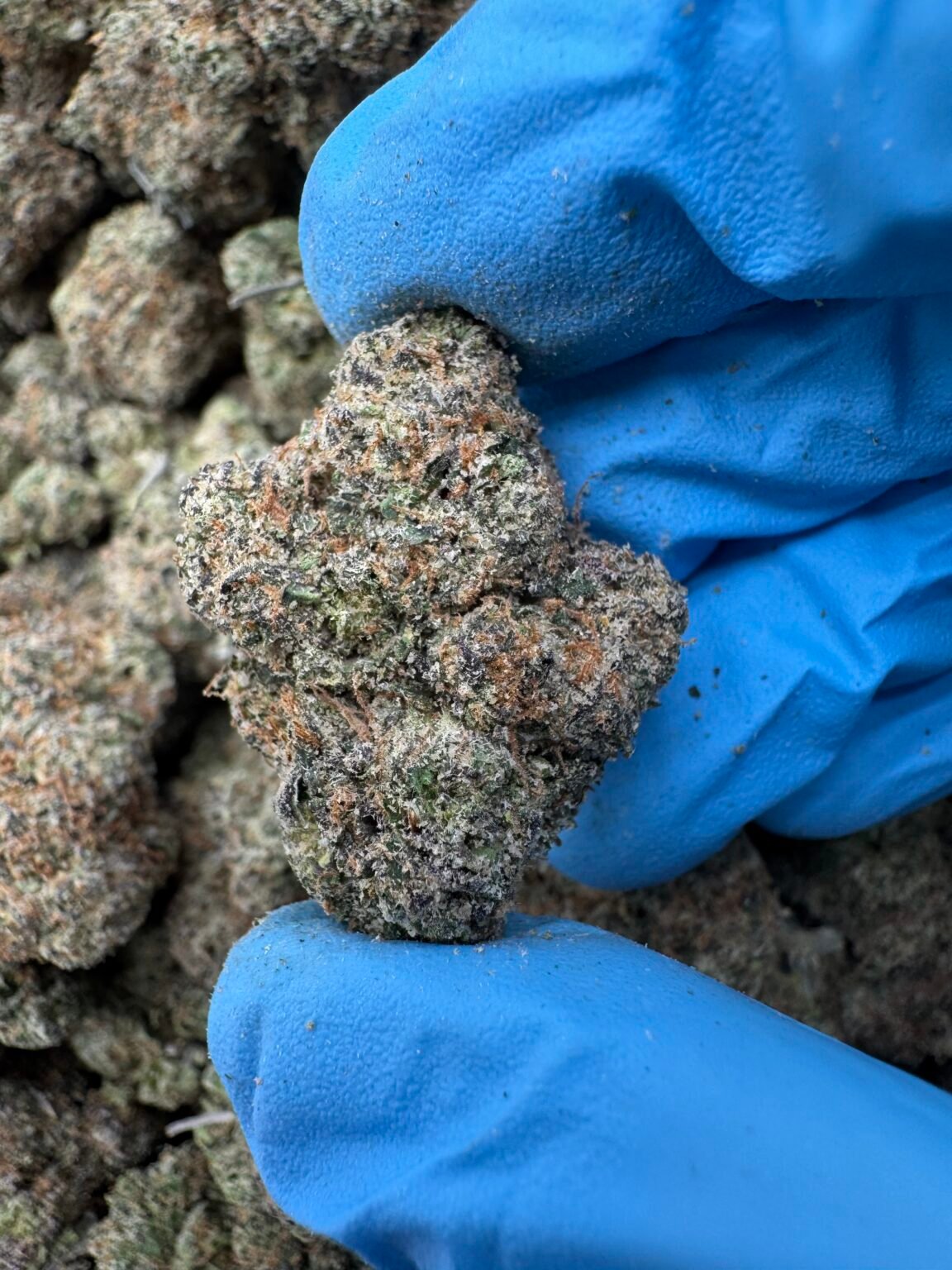 POISON CHERRY(1477) $800