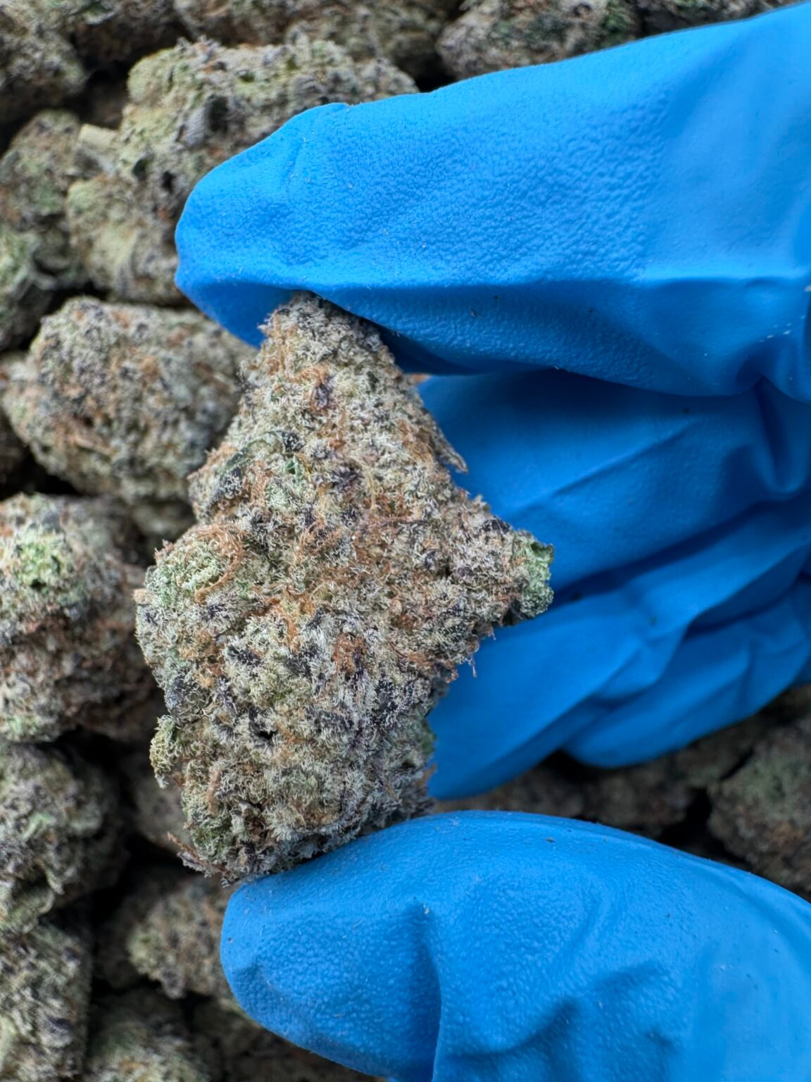 COOKIE CAKE(1542) $650