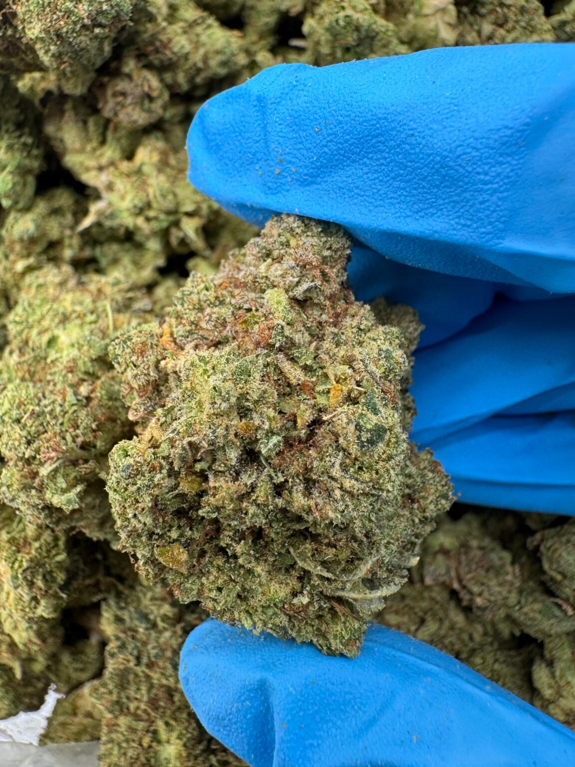 GORILLA GLUE(1453) $550