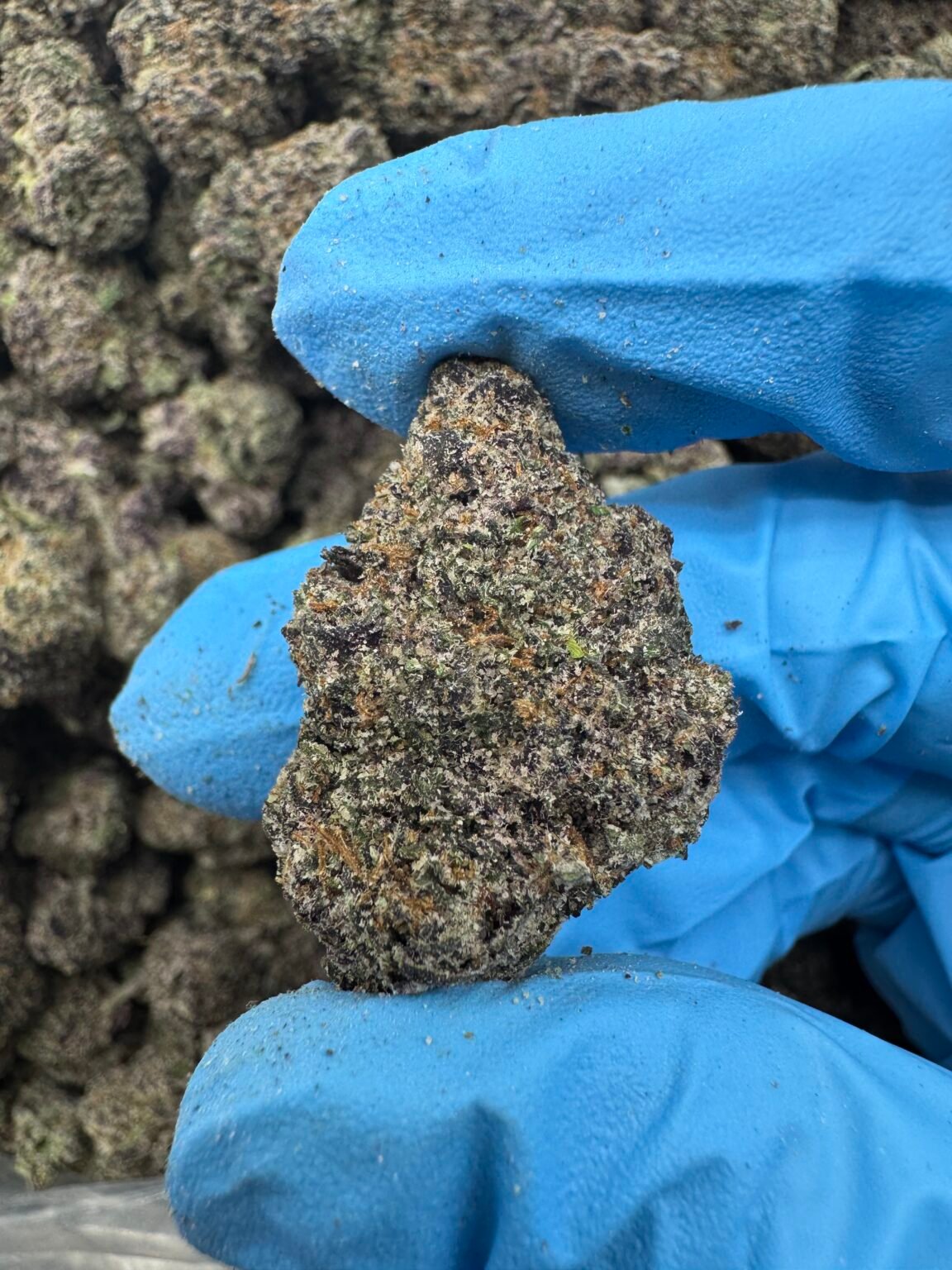 CHERRY ZOOSHI(1508) $850