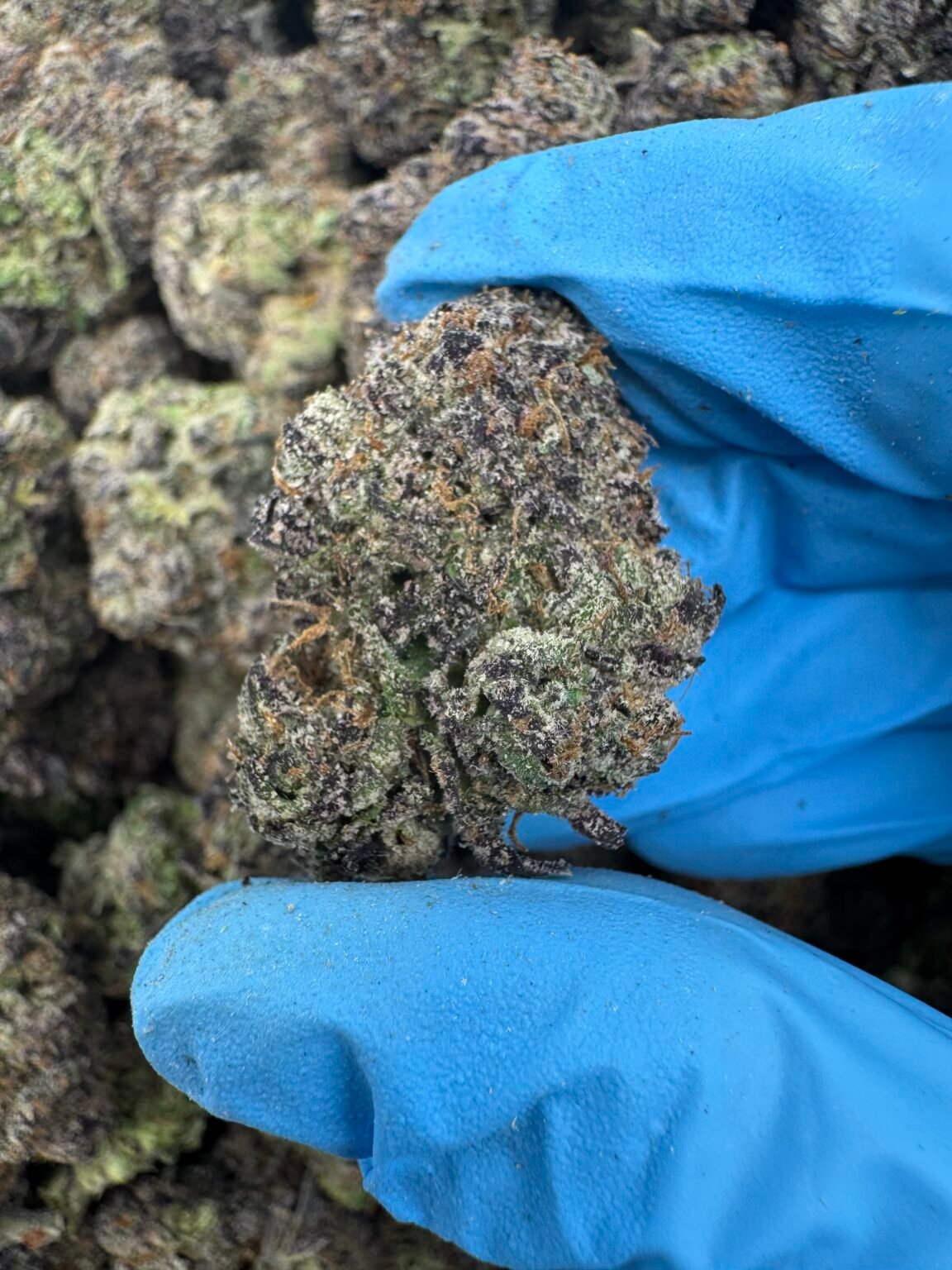 LIME SODA (1480) $850