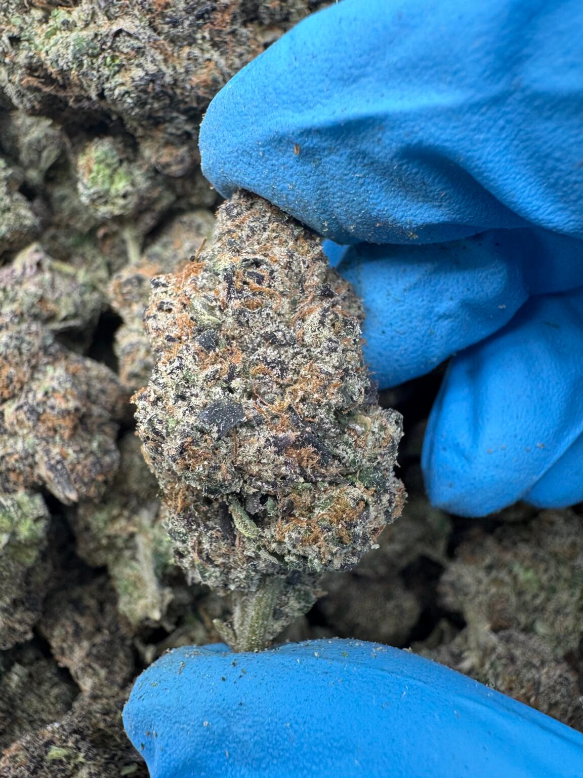 BLUE NERDS(1525) $850