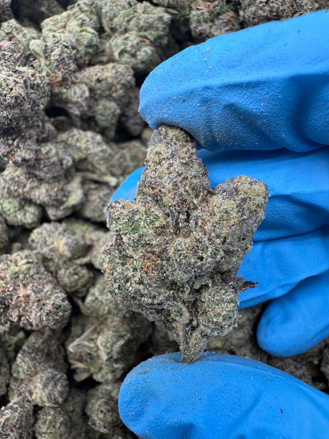 LEMON GUSHERS(1531) $800