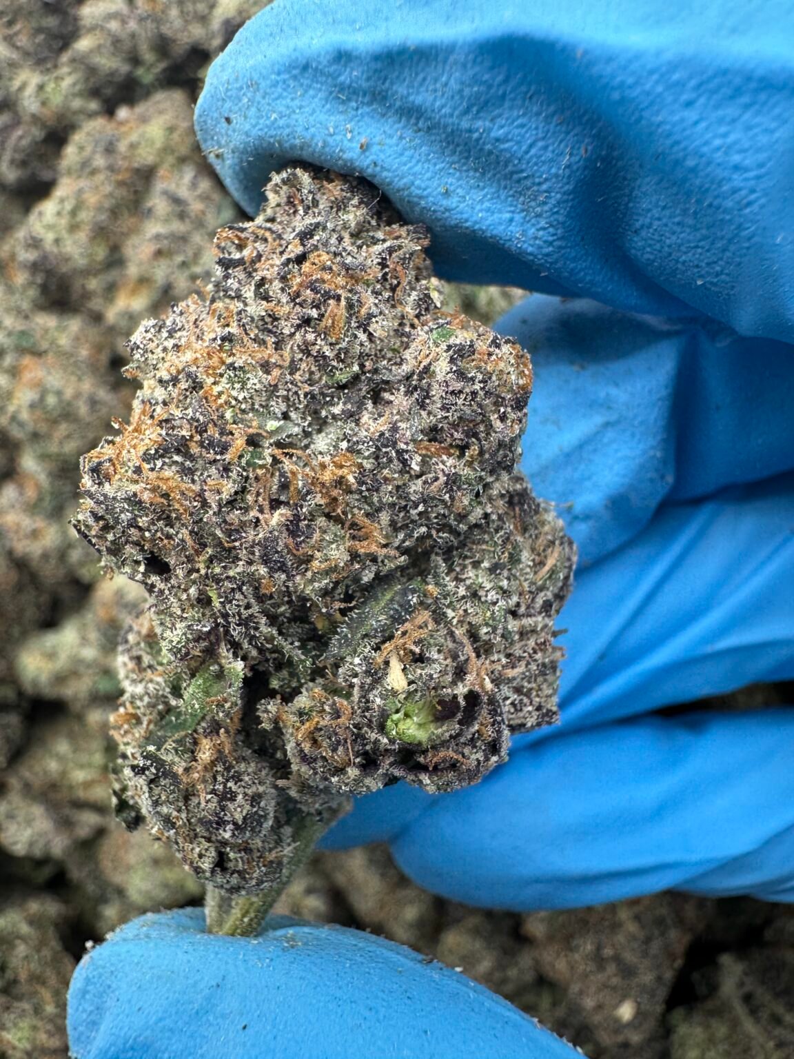 WHITE CHERRY RUNTZ(1526) $850