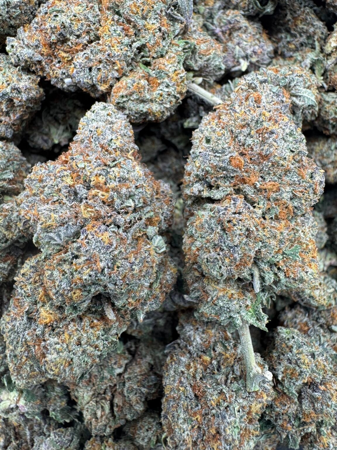 WHITE TRUFFLESZ(1537) $650