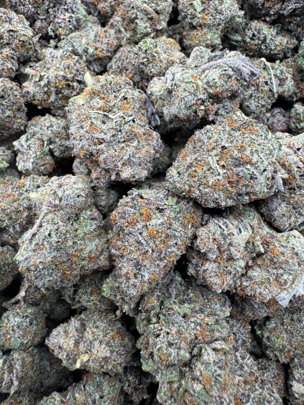 RAINBOW COOKIE(1535) $650