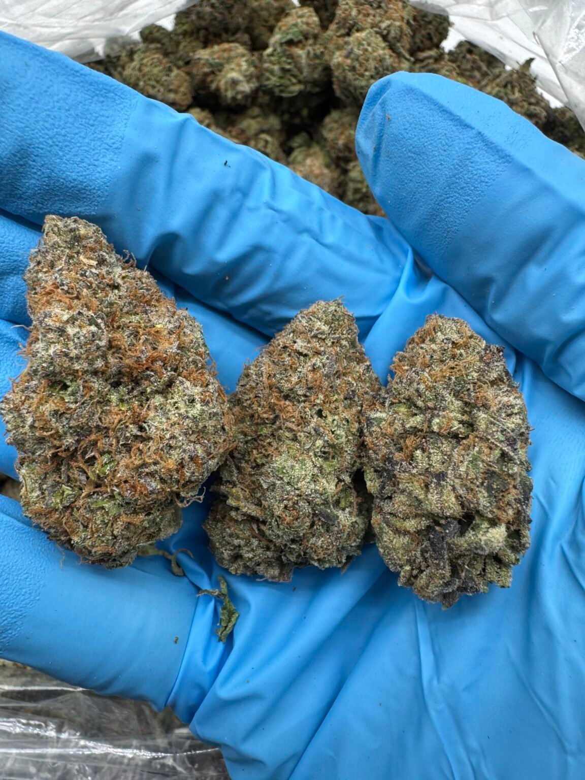 GUMMI BEAR(1561) $750