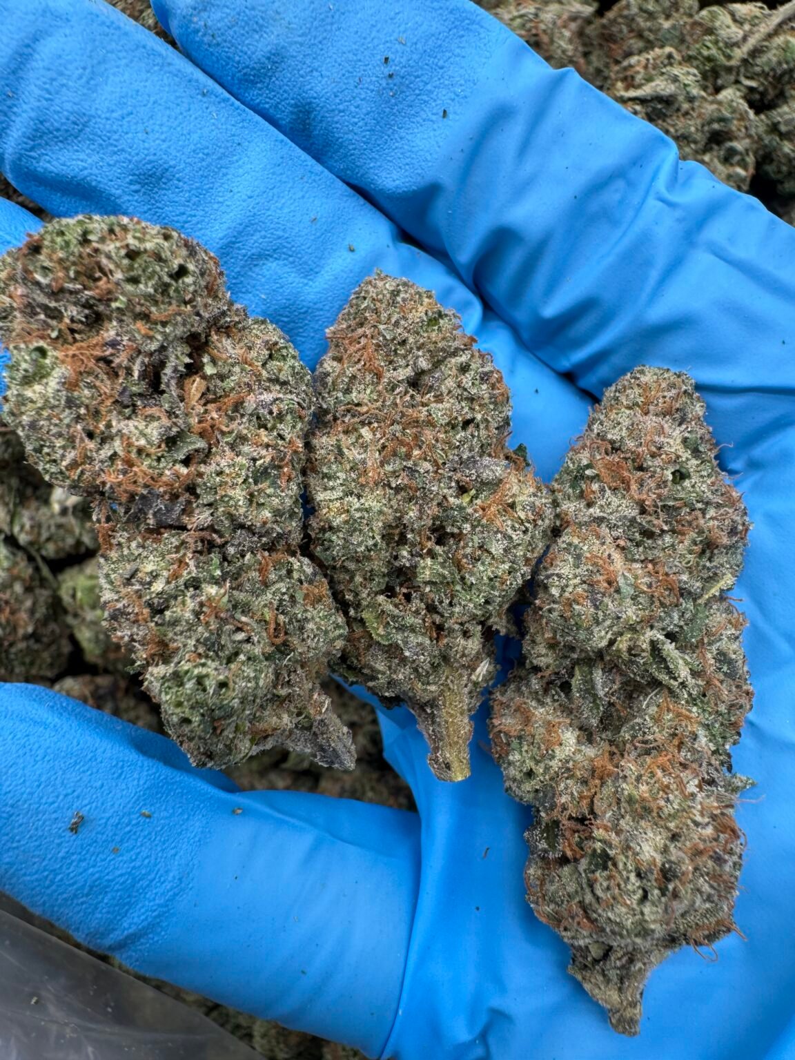 LIME MARTINI(1562) $700