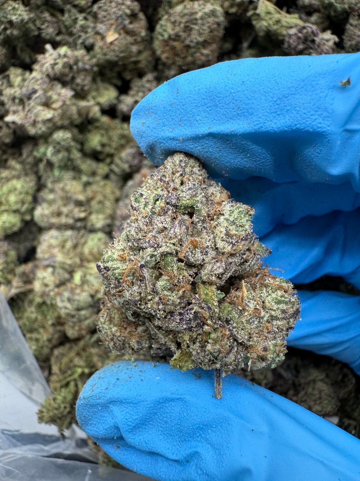 CHERRY SLUSH(1555) $700