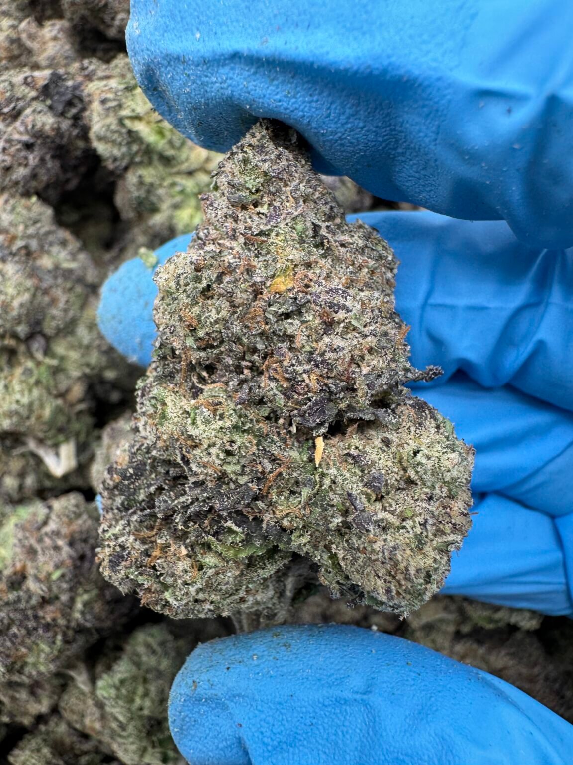 GUMBO GELATO(1558) $825