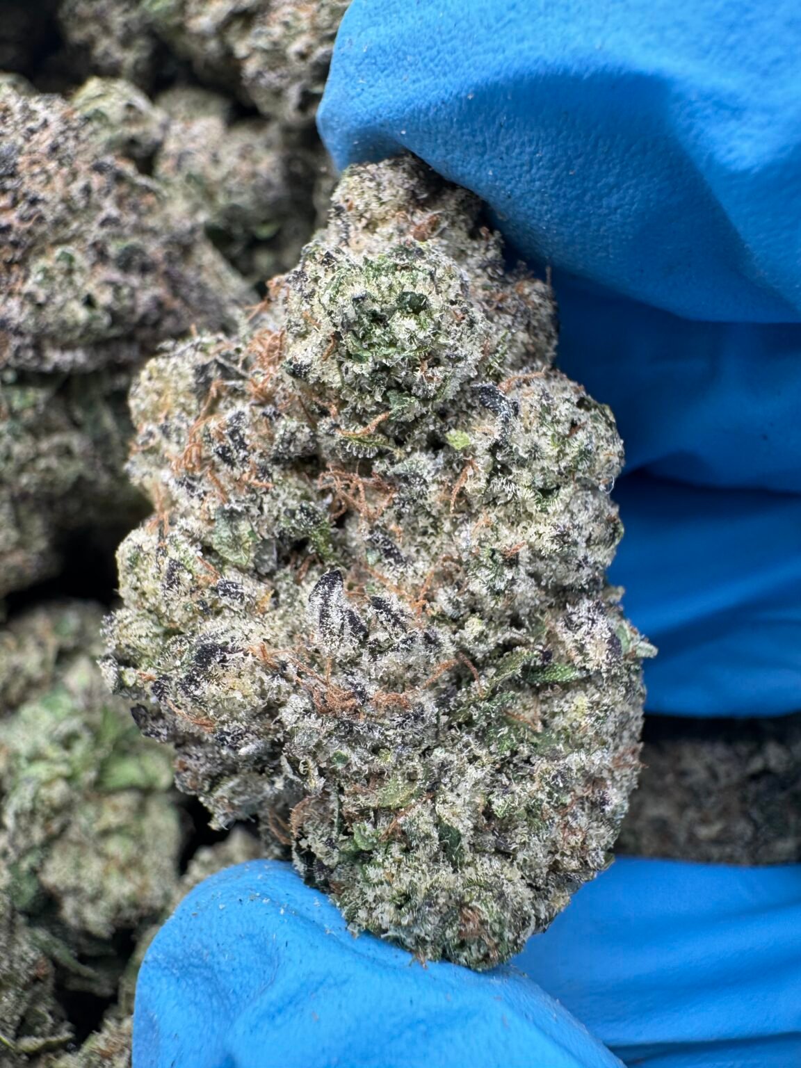 BUBBLEGUM(1610) $800