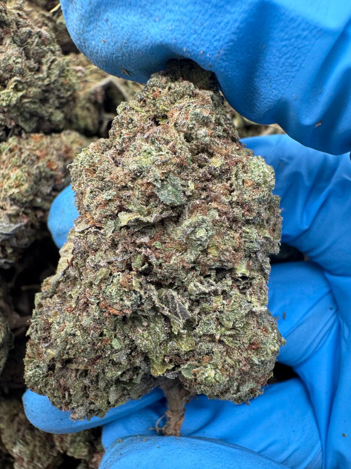 SUPER RUNTZ(1635) $350