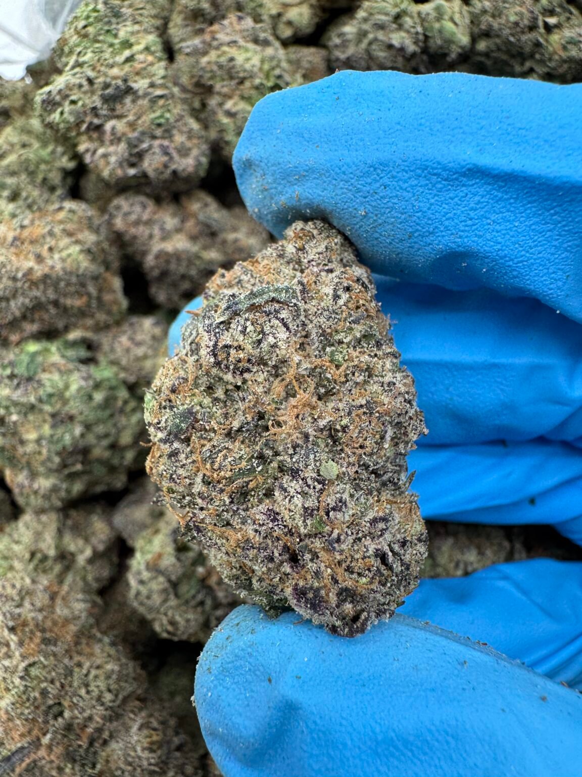 LIME GELATO(1611) $800