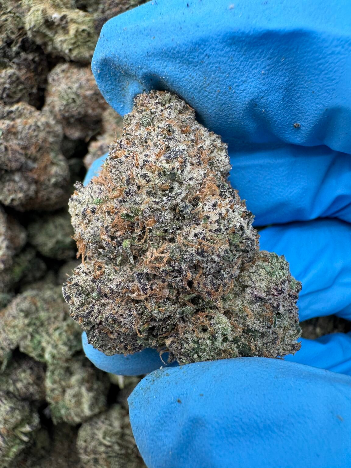 CANDY GAS(1616) $850