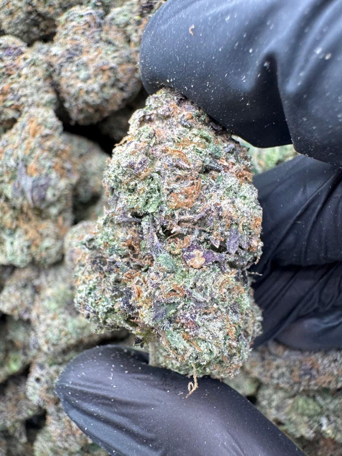 PINK RUNTZ(1661) $875