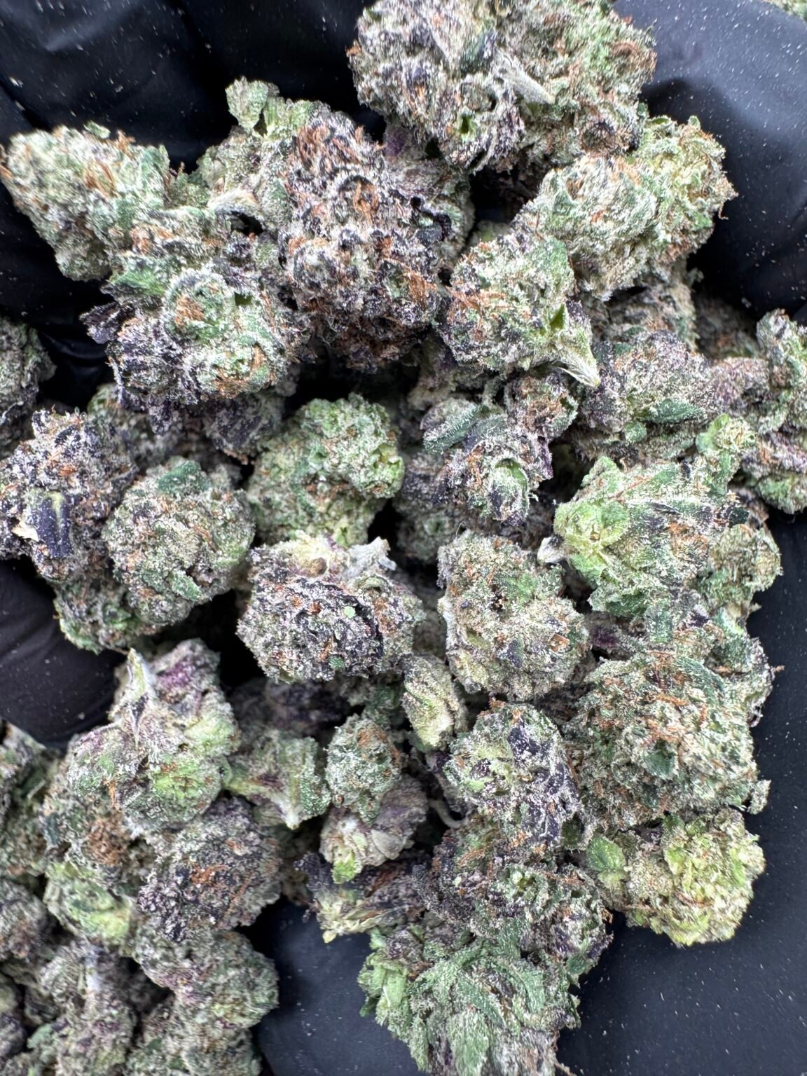 CANDY SMALLS(1640) $600