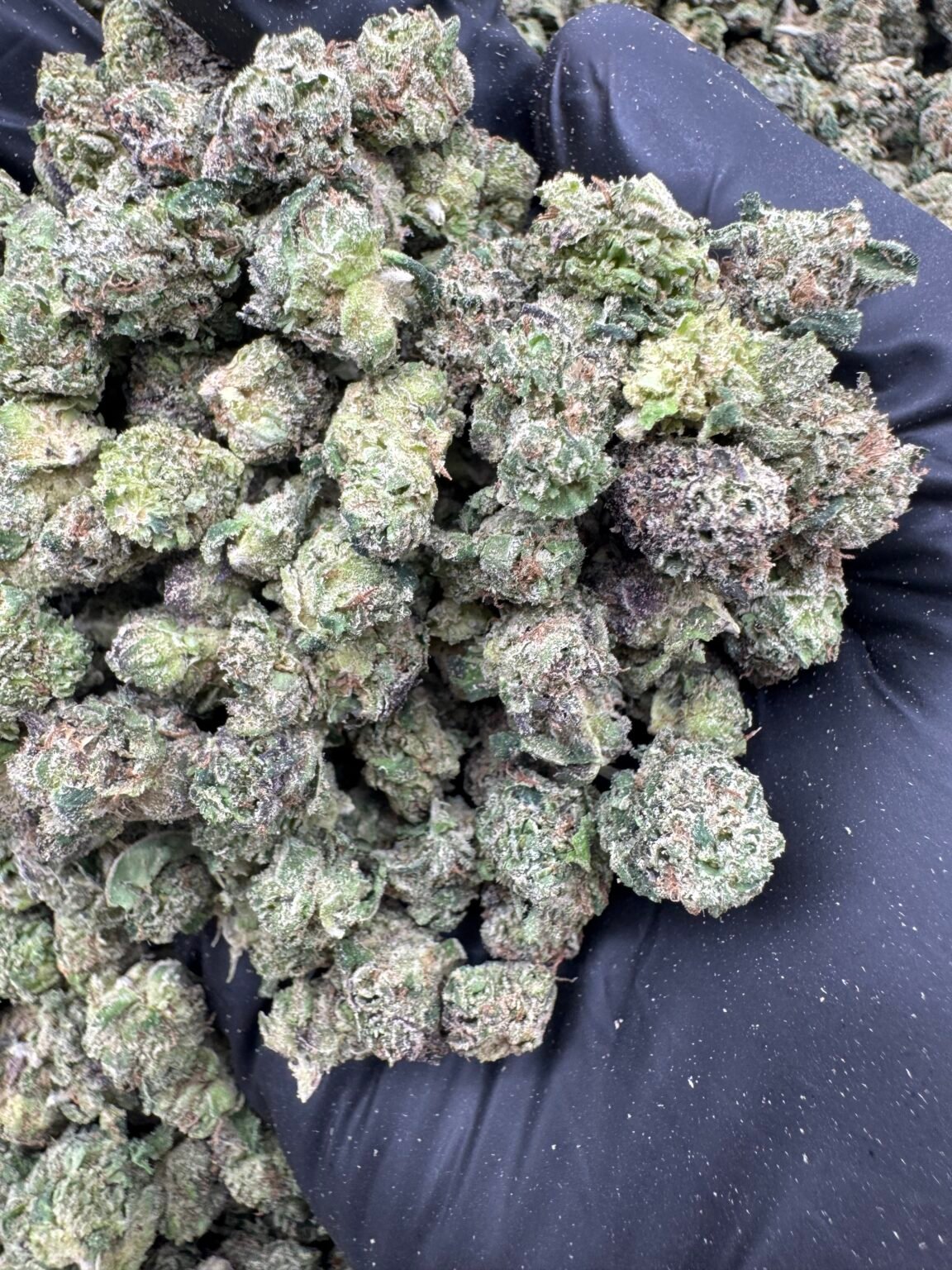 GELATO SMALLS(1663) $600