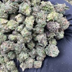 GELATO SMALLS(1663) $600