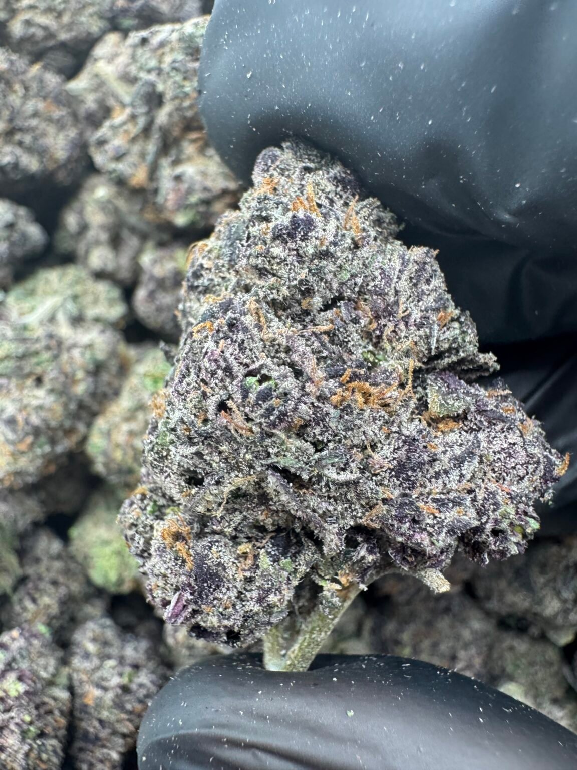 BLUE CHERRY(1672) $900