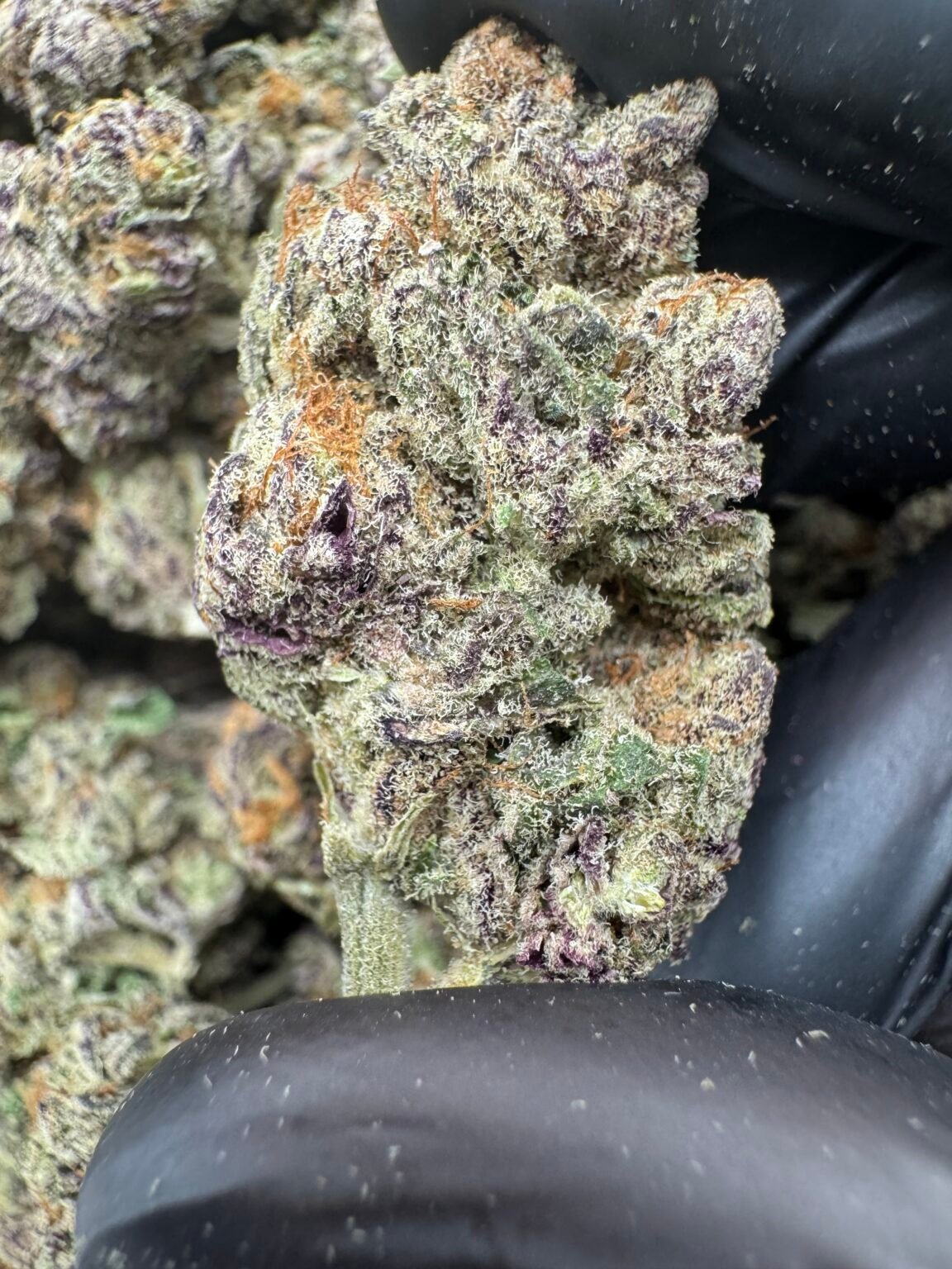 PURPLE PUNCH(1665) $750