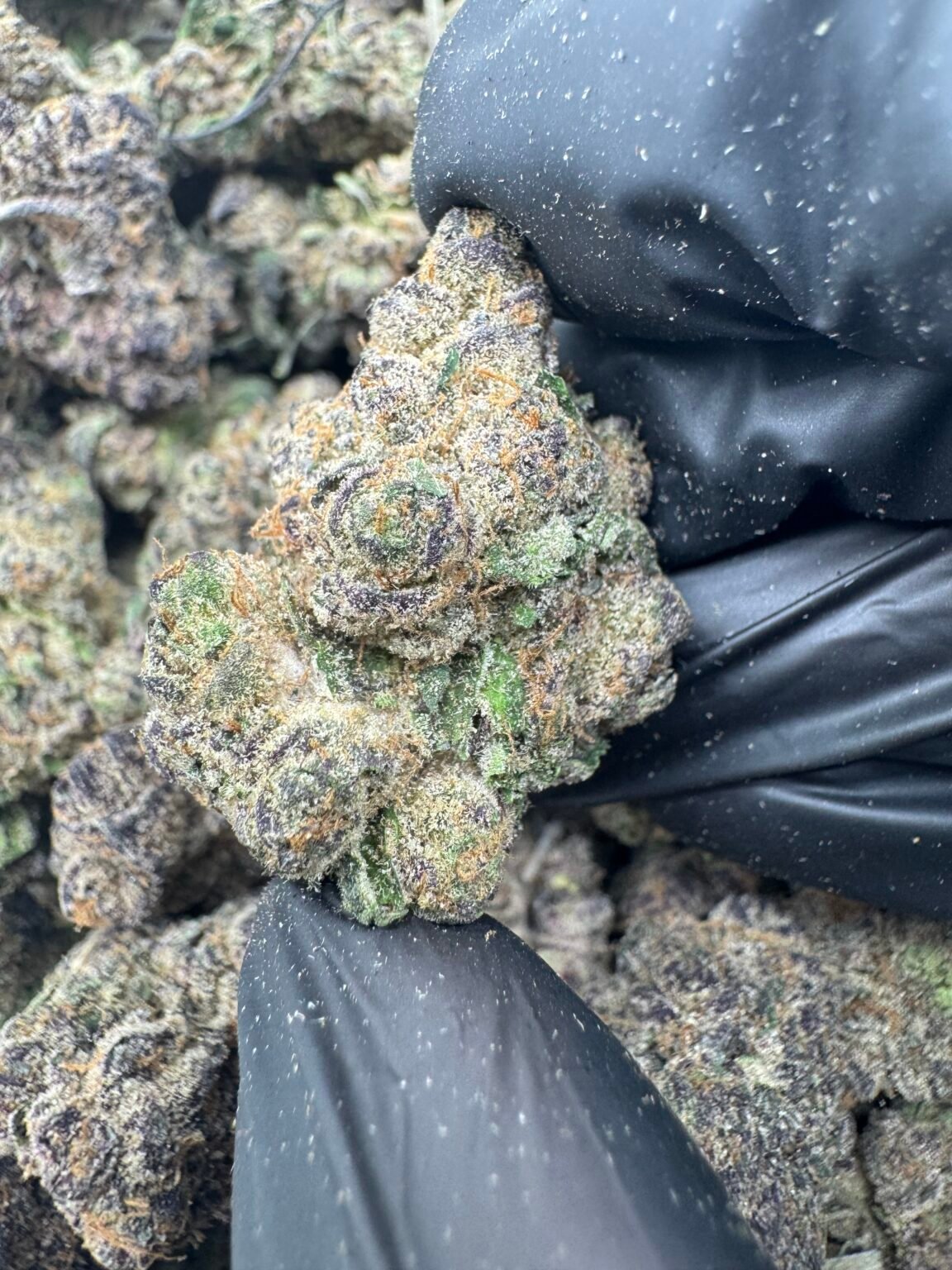 PINK RUNTZ(1696) $850