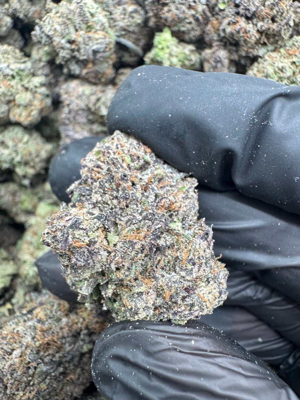 POISON CHERRY(1710) $850