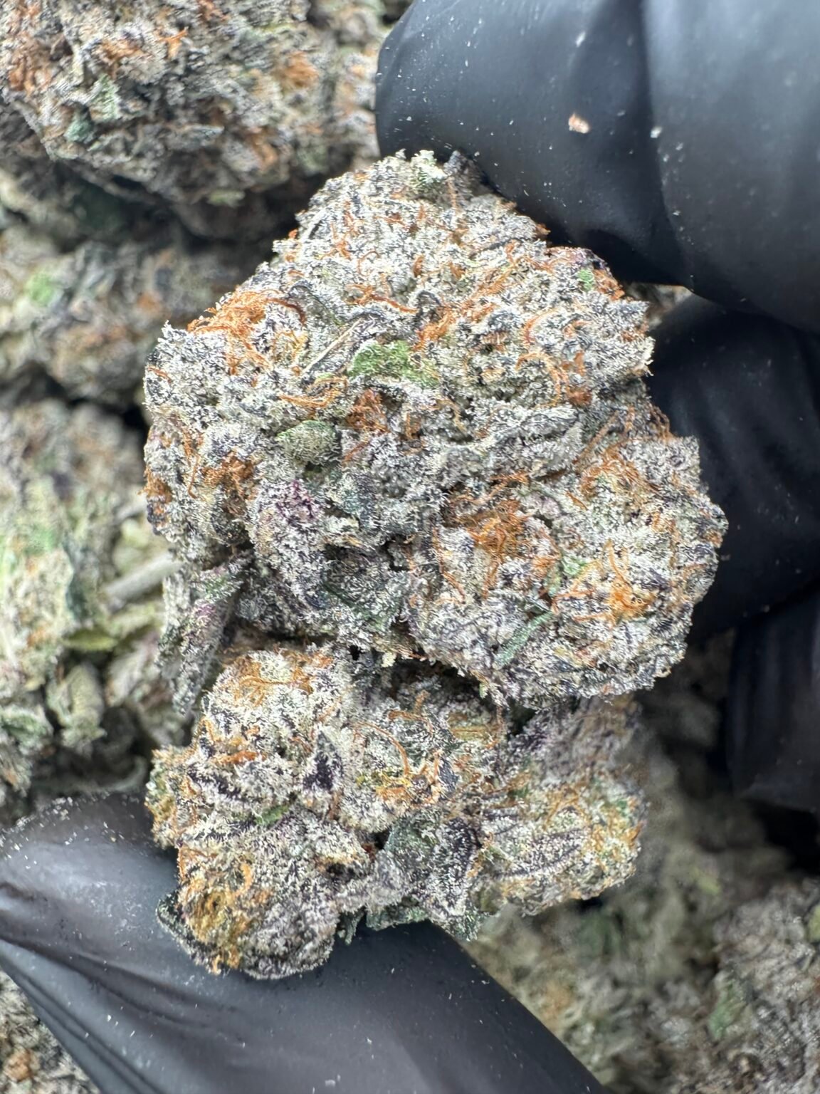 THIN MINT GELATO(1707) $800