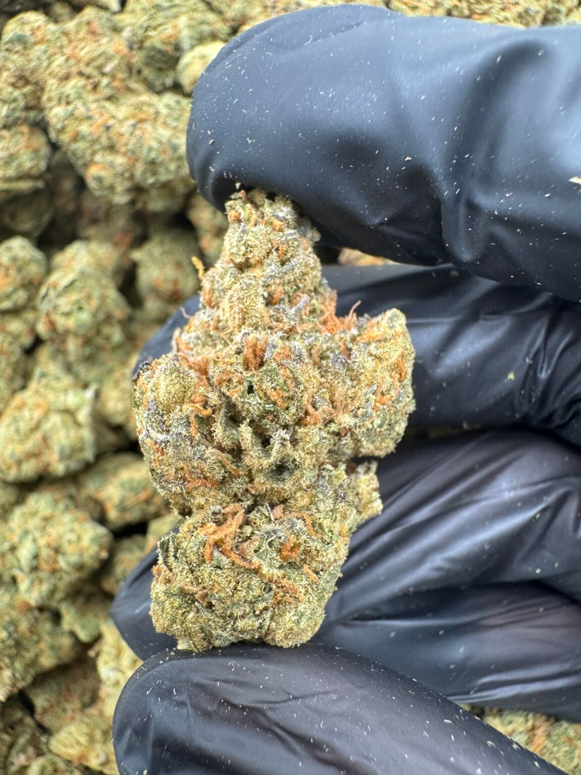 JEALOUSLY(1671) $600