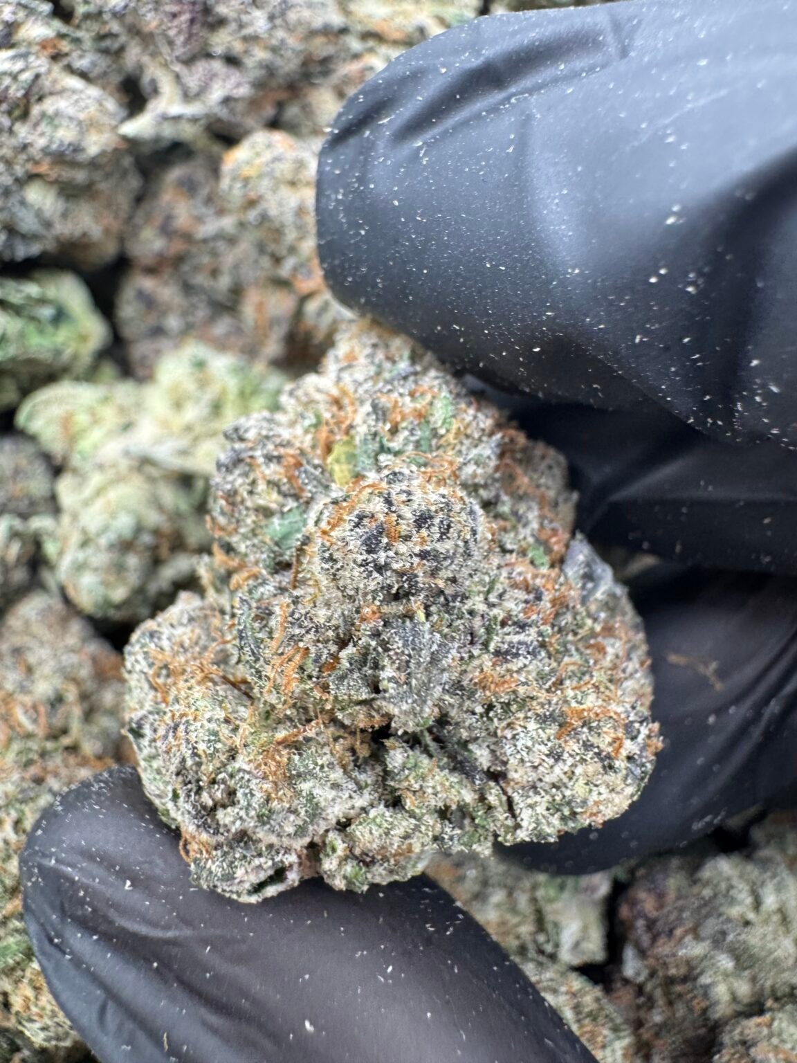 BLACK BERRY RUNTZ(1726) $850