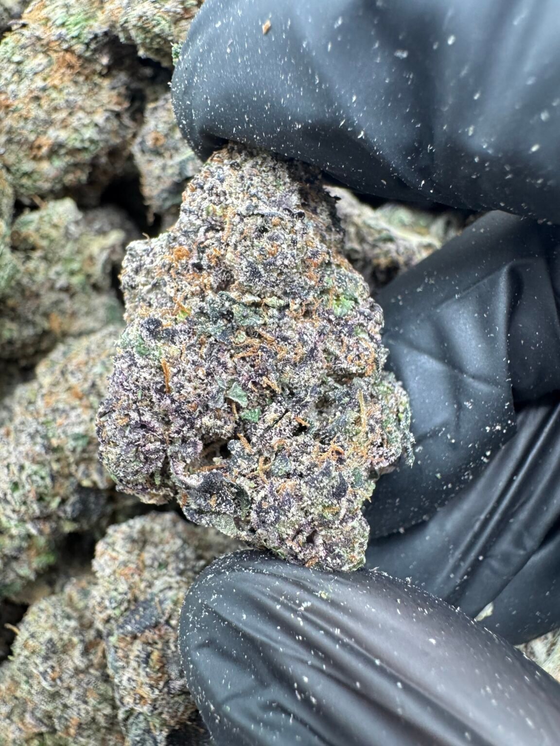 SKITTLESZ(1729) $850