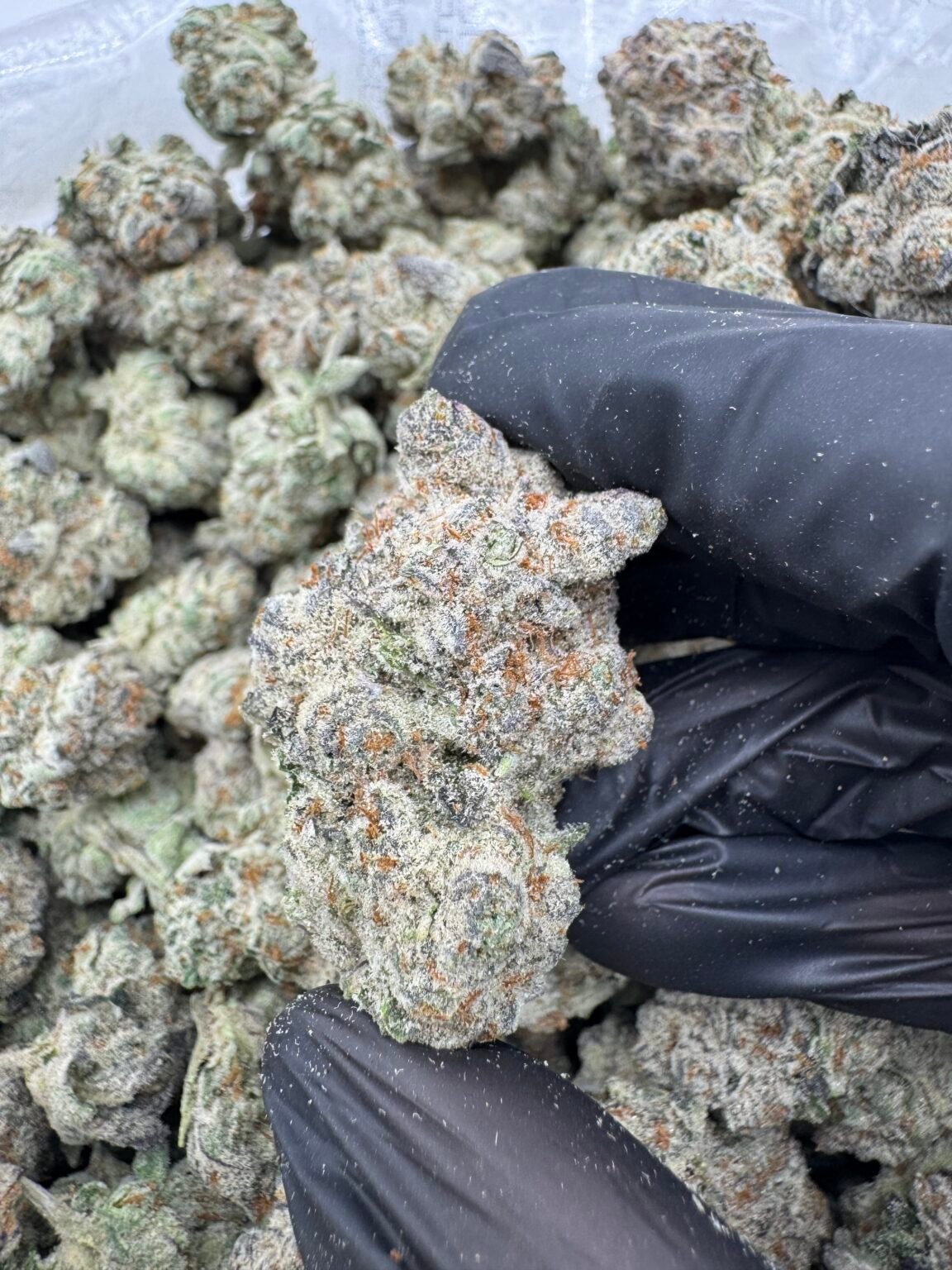 VANILLA COOKIE(1742) $800