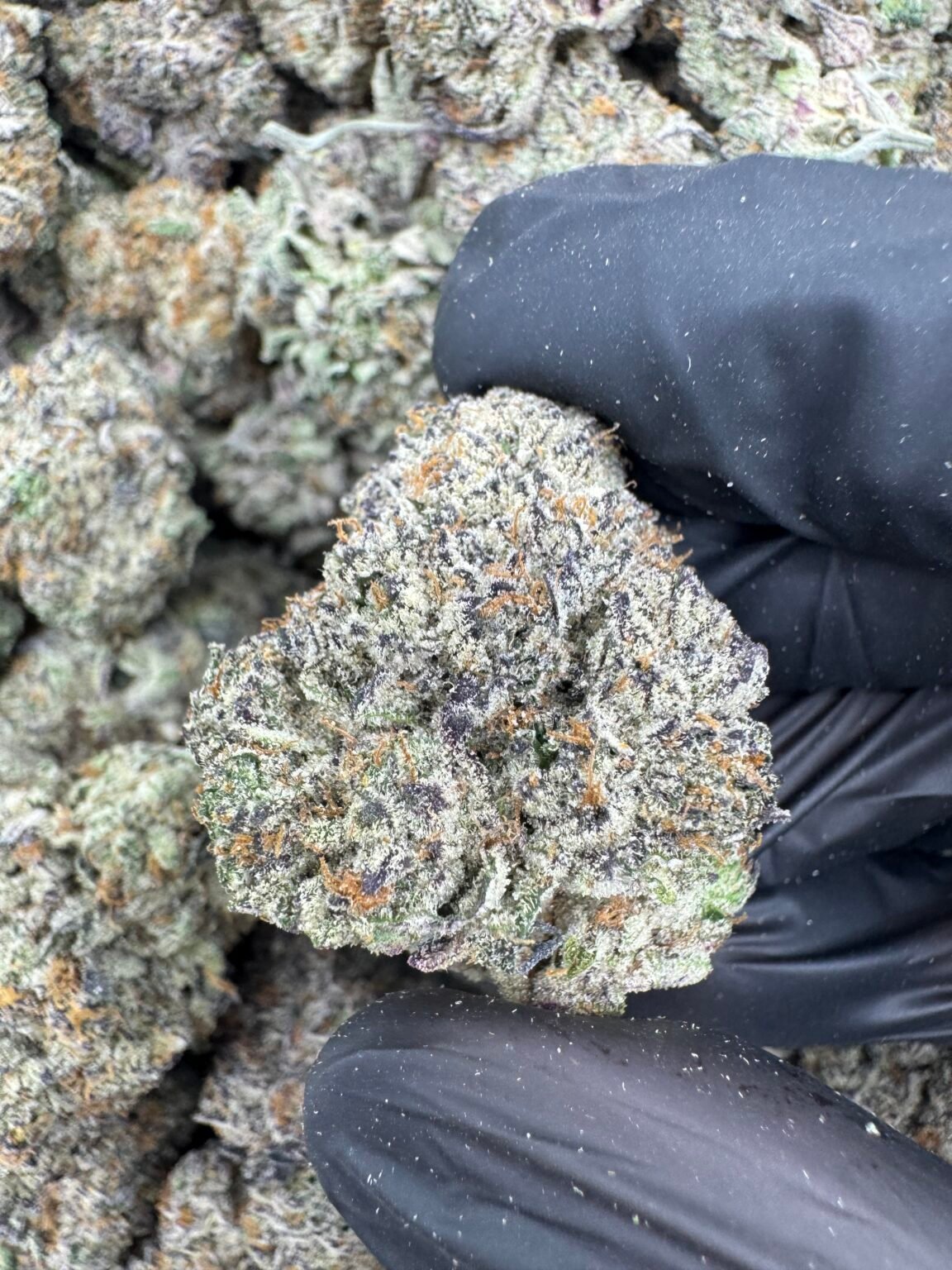 SUPER MEMBER RUNTZ(1740) $800