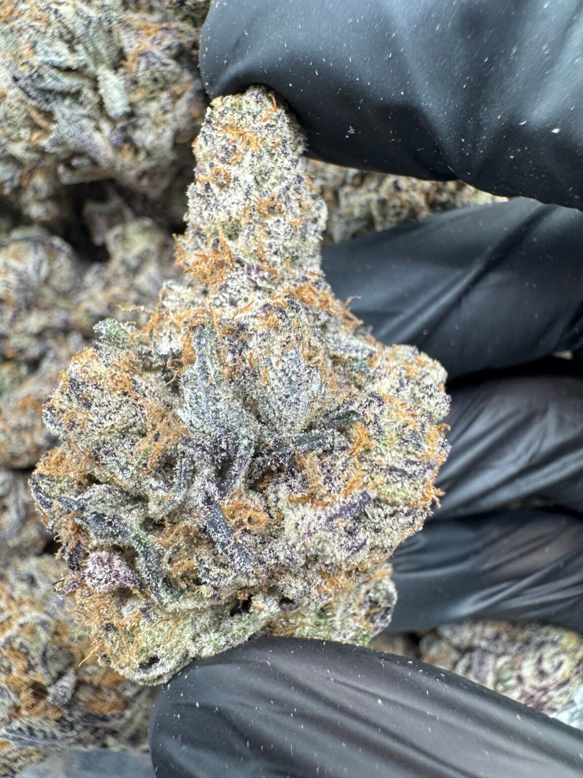 BLACK CURRANT(1743) $800