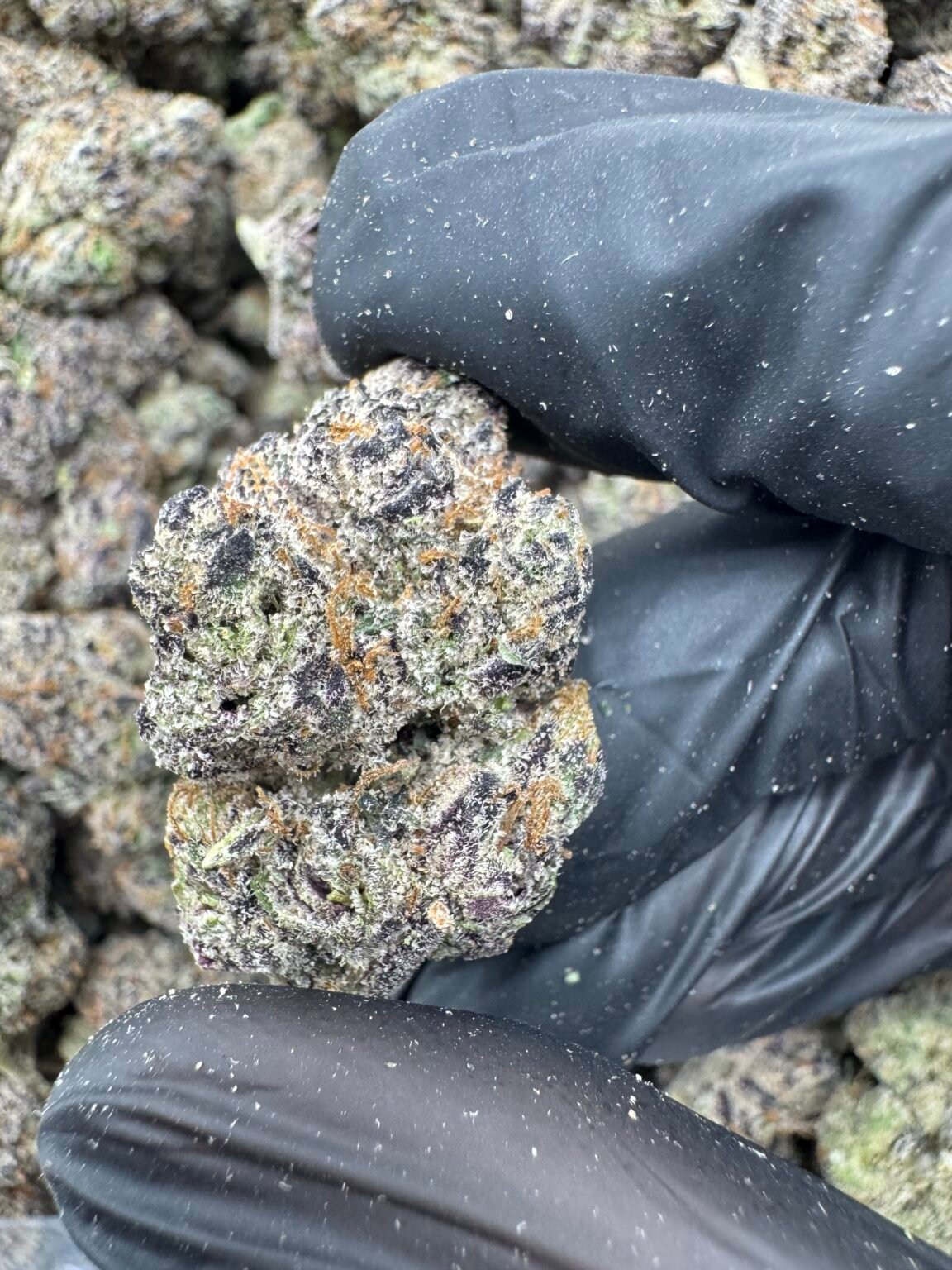 CANDY GAS(1738) $900