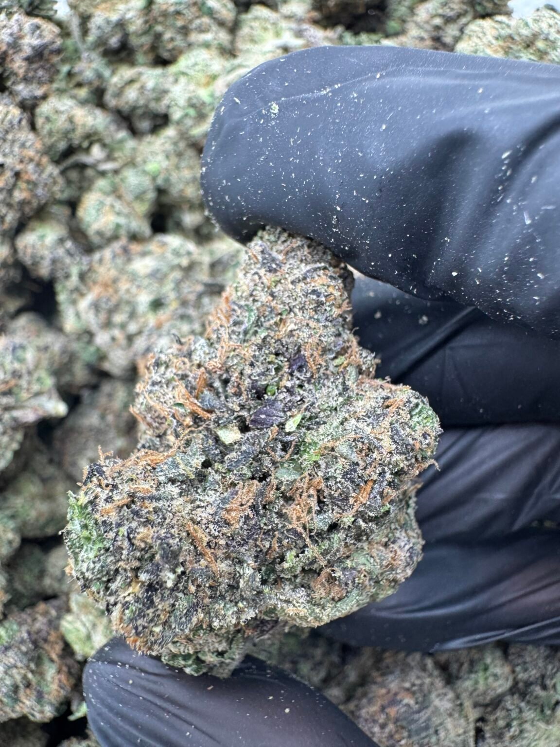 LIME GUSHERS(1739) $850