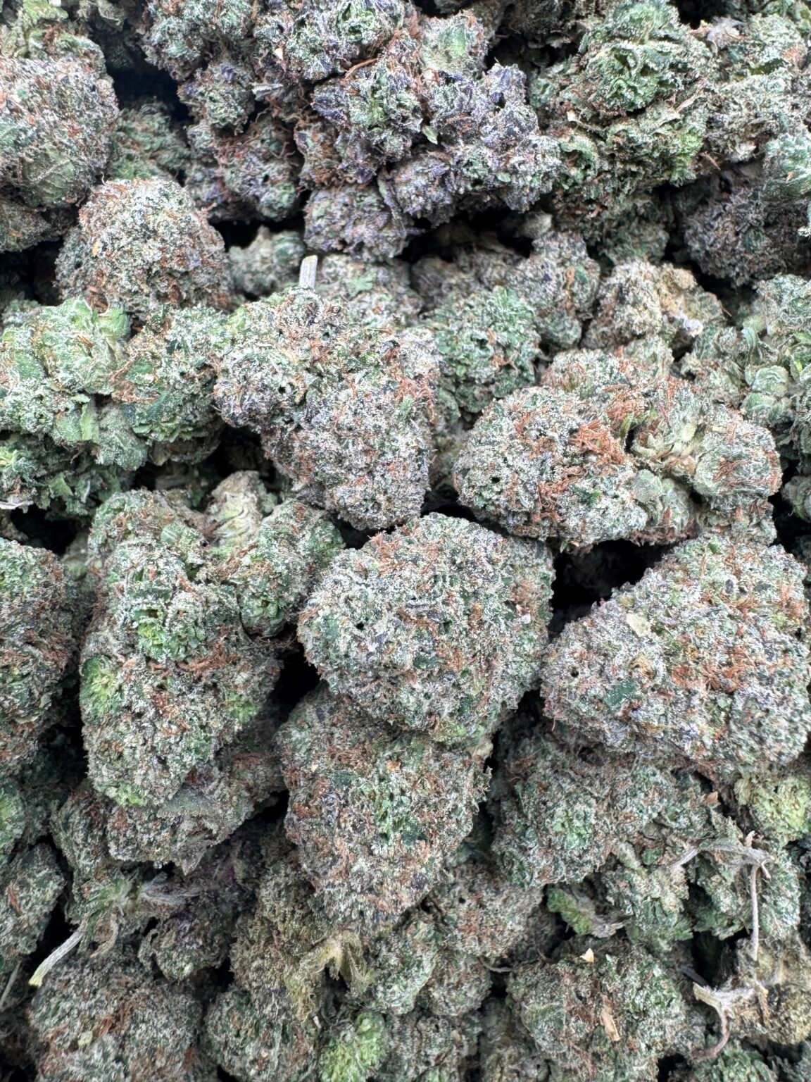 CHERRYLATO(1732) $800