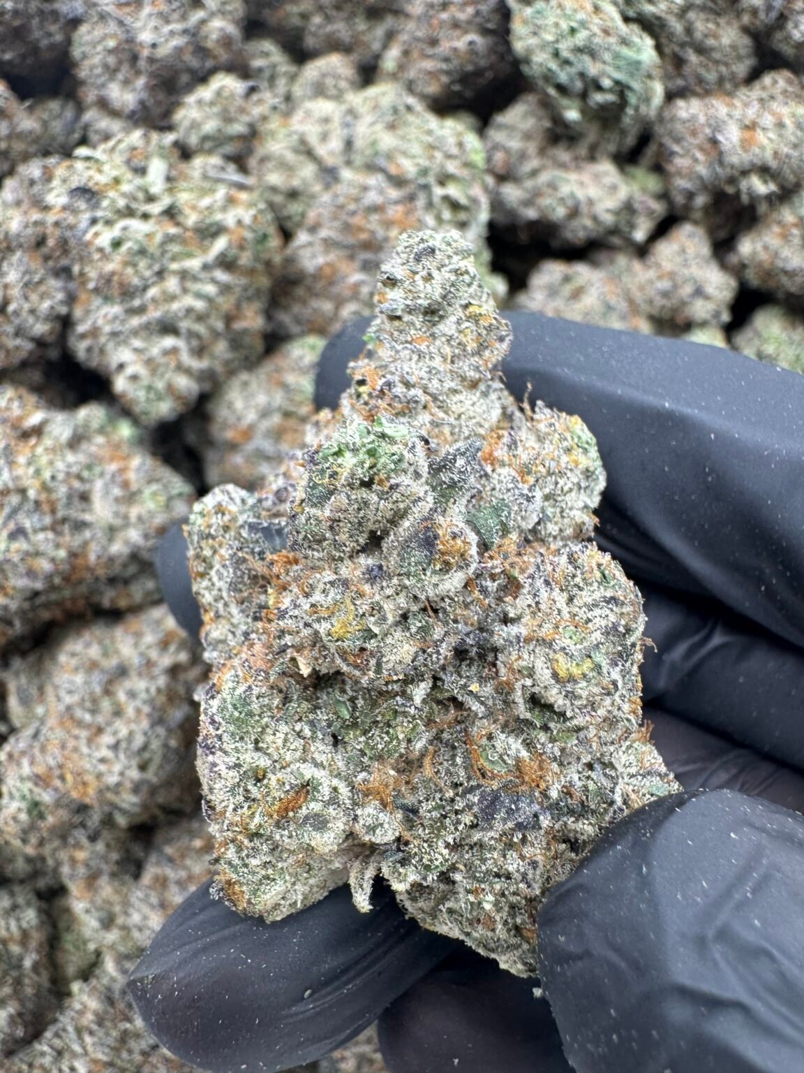 GUAVA RUNTZ(1751) $800