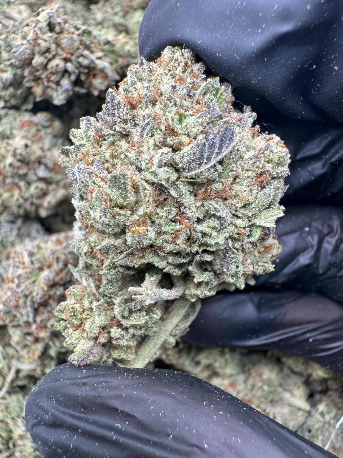 GELATO KING(1786) $600